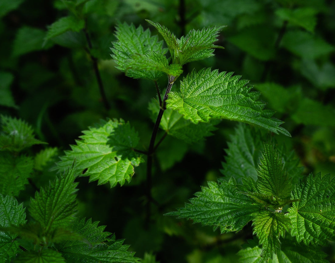 Brennnesseln (Urtica dioica)