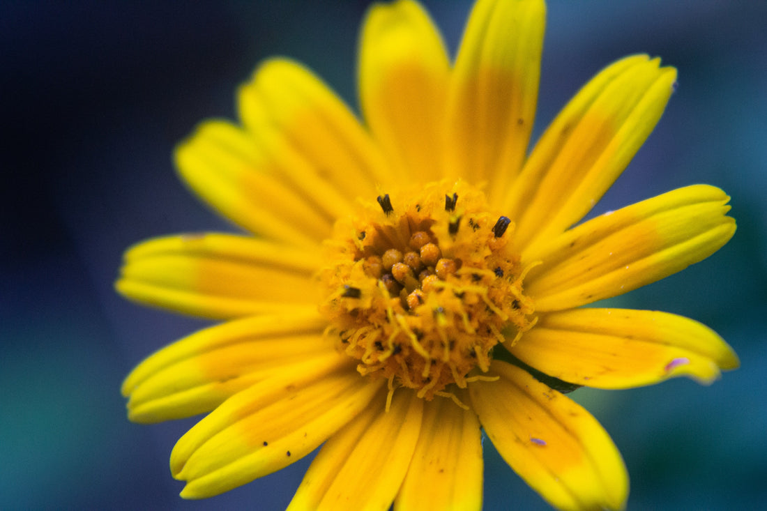 Arnika (Arnica montana)