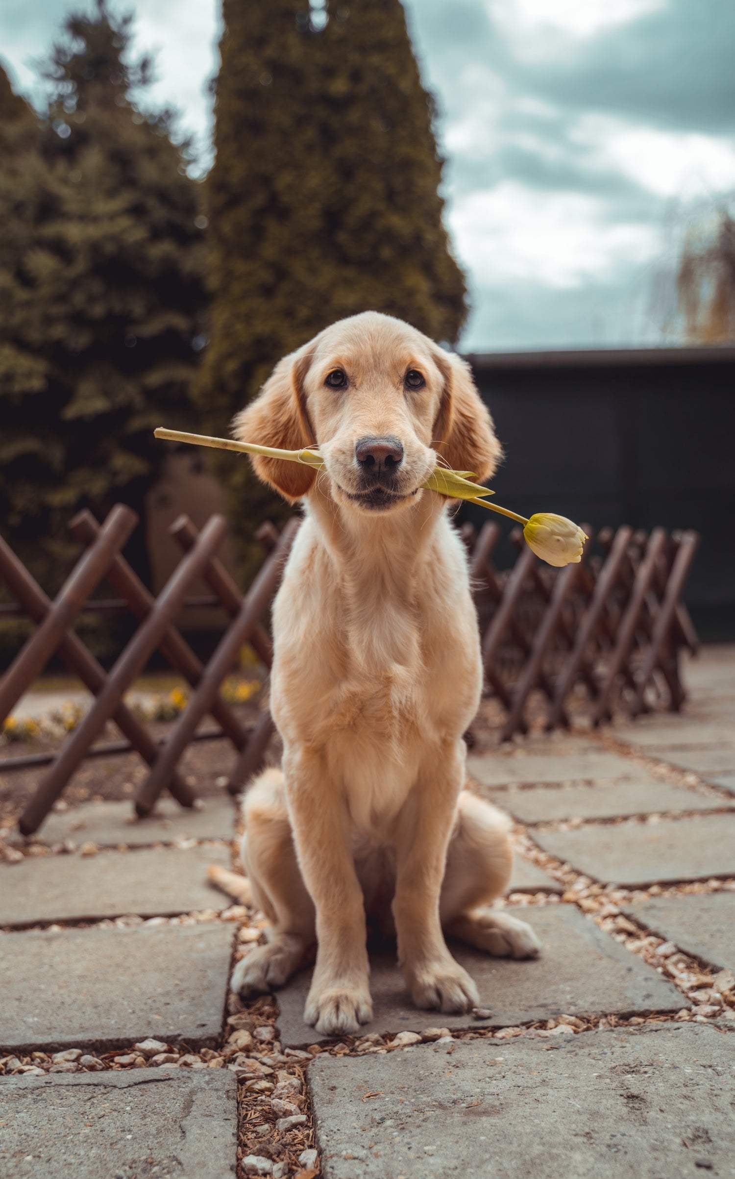 Geschenkideen für Hundebesitzer